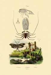 Pram-Bug-Amphipode